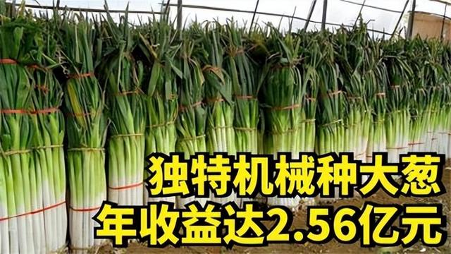 女海归研发种大葱机器，年收益达到2.56亿元，她是怎样做到的？