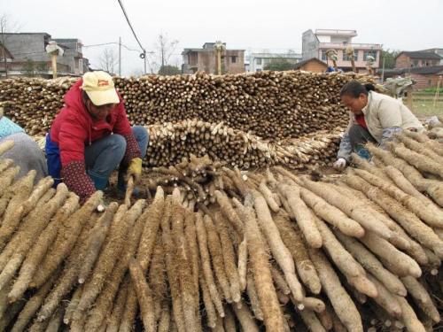 山药怎么种、管理？新手掌握“6步走”，秋季山药结满地、收一堆