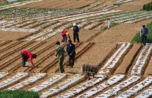 花生怎么种植产量高(种花生巧施肥，长势好、病害少、果荚多、籽粒饱，增产增收效益好)