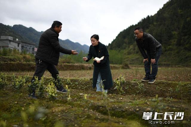 扶贫列传｜长沙女博士湘西龙山“种”蘑菇（视频）