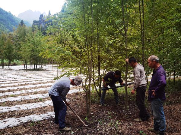 神农架国家公园：引导村民种植珍稀苗木 发展绿色经济