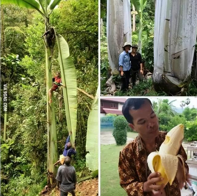 世上没有一个人见过香蕉树，就连种植香蕉的人都没见过