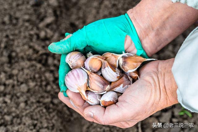 大蒜什么时候播种最好？什么蒜头和蒜薹产量最高？为啥有独头蒜