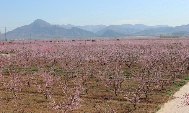 早熟水蜜桃怎样栽培好？掌握4项技术措施，获得高产称道丰收园