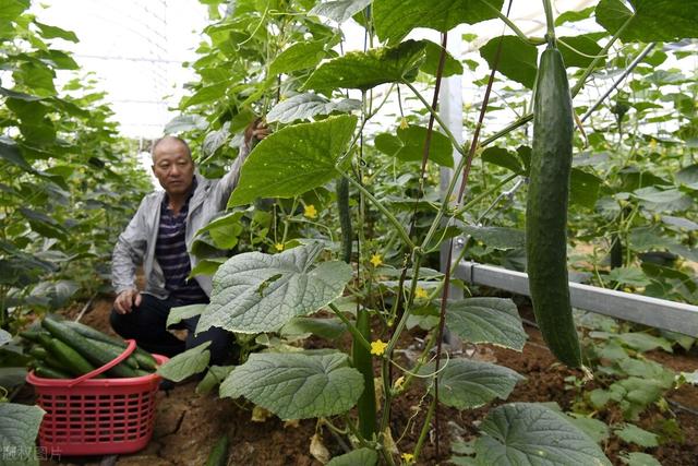 大棚黄瓜种植技术，科学种植，重点做好这几个方面