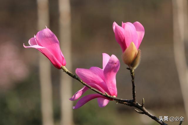 红花玉兰的种植、生长习性及栽培管理技术