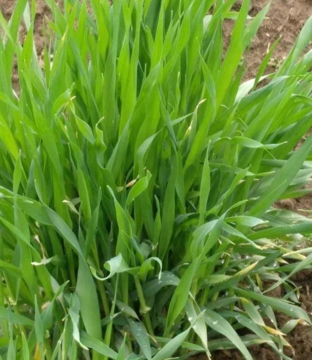 冬大麦田间种植管理技术