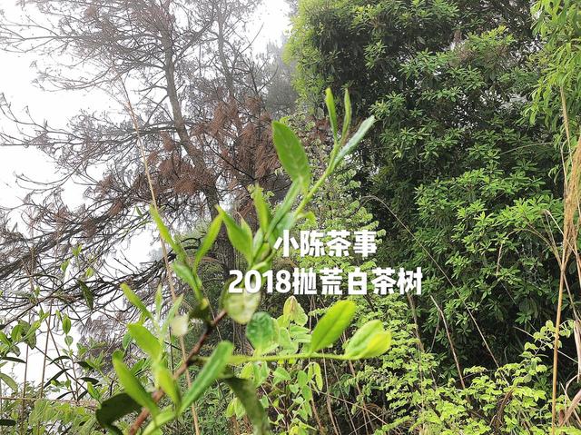 新手入门需要读懂的十大白茶基本常识，实用，可收藏阅读！