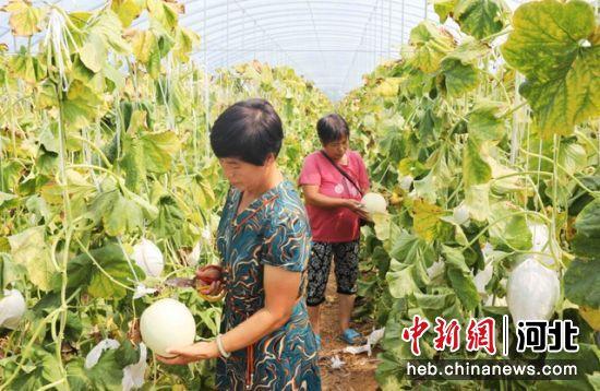 石家庄高邑县：玉菇甜瓜喜丰收 村民致富甜心头