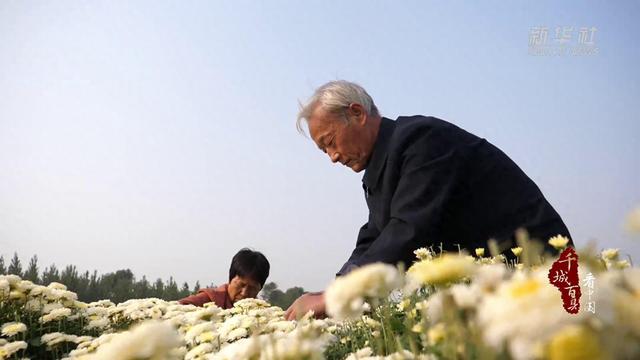 千城百县看中国｜河北献县：满地繁花 助民增收