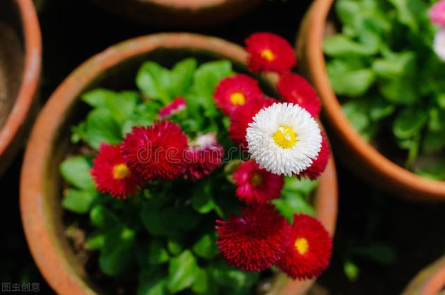 河南花友反季节种菊花，原以为白花钱，听她介绍发现“真香”