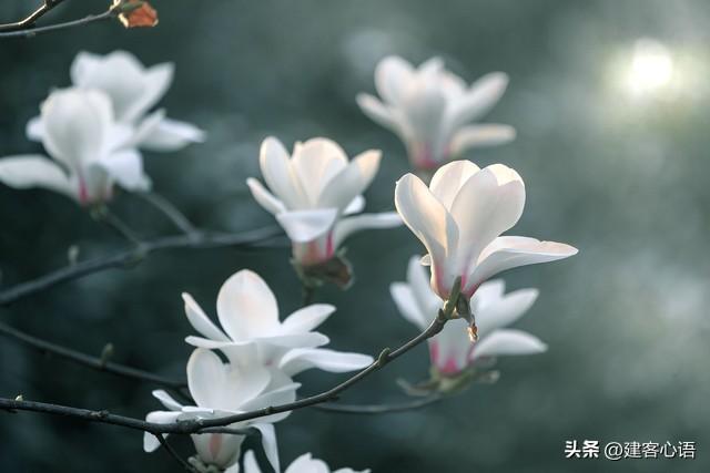 50种不同花卉的简要介绍