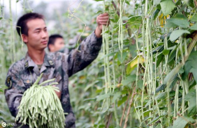 农民不要再盲目了！分享一套种植长豆角的科学管理技术