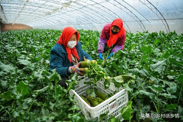 种植秋萝卜想高产，方法在这里，从种到收全方位讲解，看后就能用