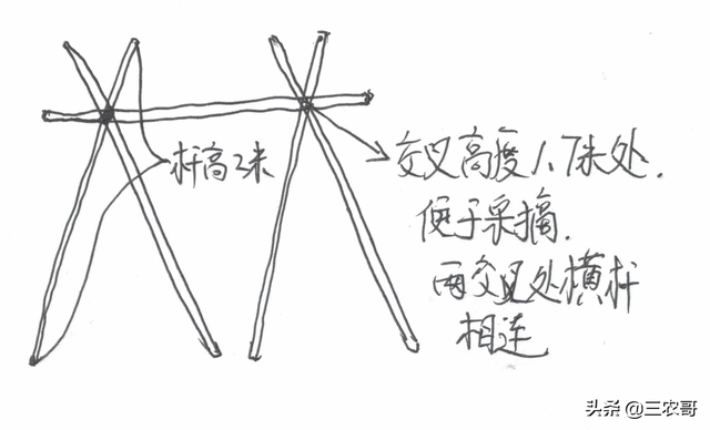 种植技术｜大幅提高豇豆产量的4个技术要点