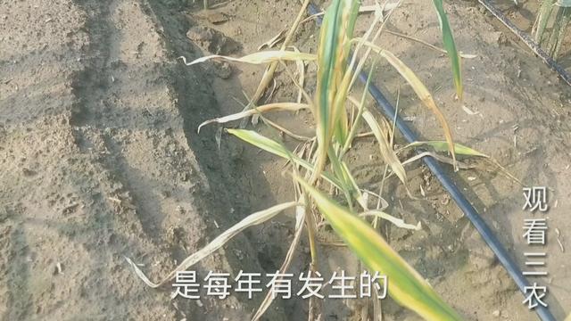 2021年种植大姜，烂脖子病很头疼究竟该怎么办？不能乱用药白花钱