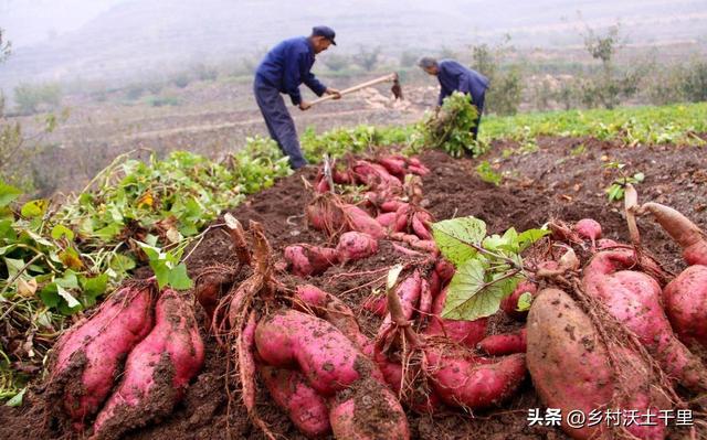 红薯什么时候种植最好？种植红薯要注意哪些问题？老农经验告诉你