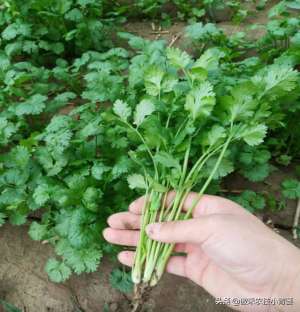 臭菜的种植方法(如何才能种出高产优质的香菜？这篇文章手把手教你怎么种植)