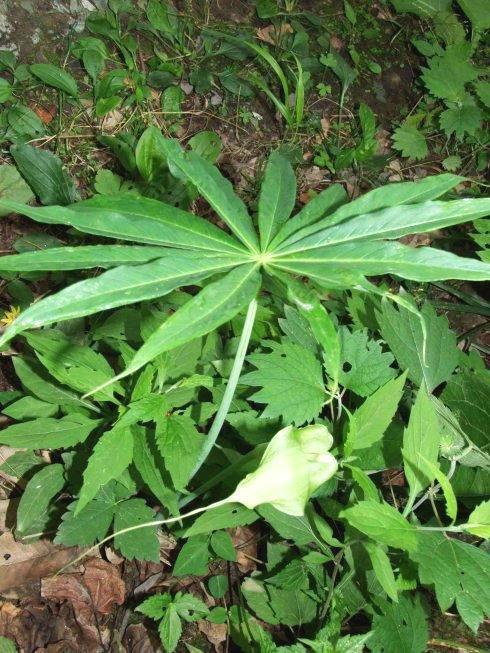 这是北方人从不吃的毒性植物，但是当地人却视它为美食，你吃过吗