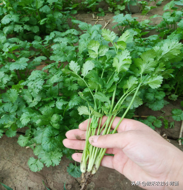 如何才能种出高产优质的香菜？这篇文章手把手教你怎么种植