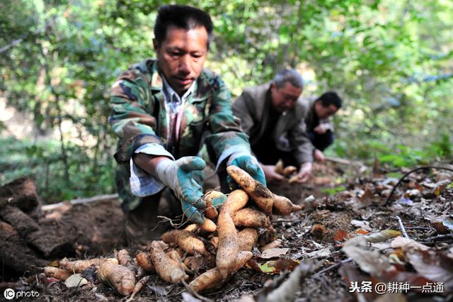 天麻种植生态气候条件及增产技术总结都在这，请收好