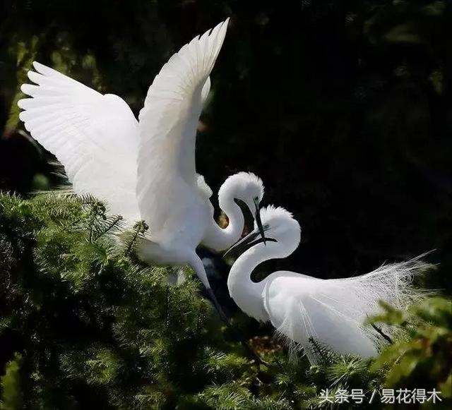 飞行中的兰花：鹭草的鉴赏与养护