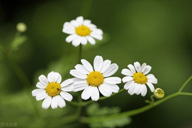 菊花栽培技术，全套打包教给你，让你轻松学会种植