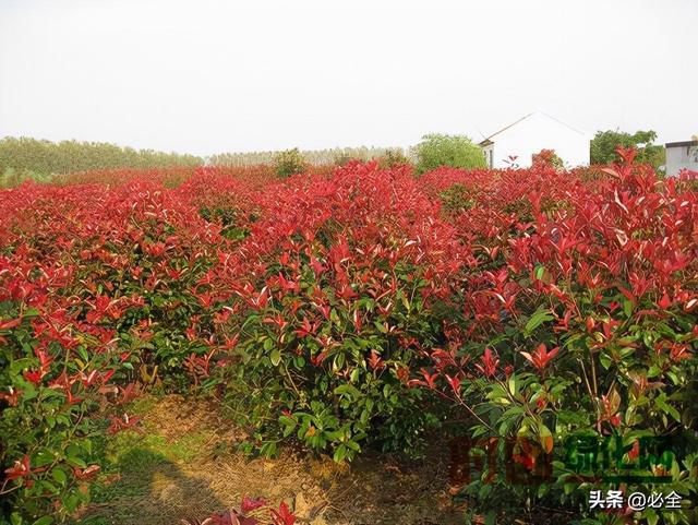 这几种苗木需求量大，未来市场非常可观