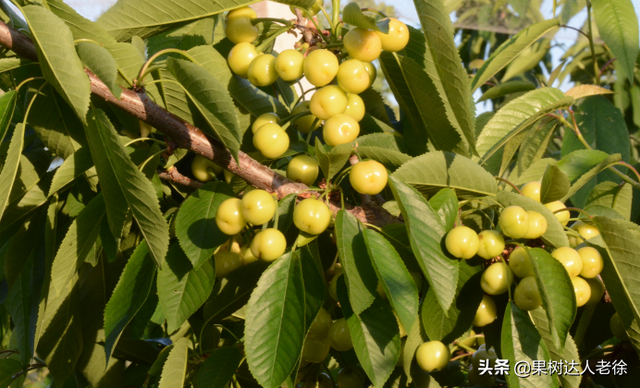 大樱桃设施栽培虽然搞了很多年，花果管理依然是关键