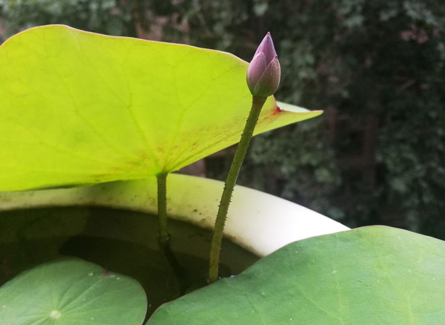 鱼缸里栽种些它们，观赏价值高，还能给鱼儿制氧