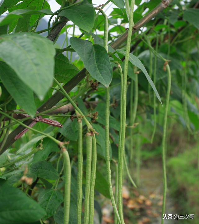 种植技术｜大幅提高豇豆产量的4个技术要点