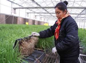 韭菜水培种植方法如下(生态韭菜1年割10茬每亩挣3万，大妈盆里种只需浇浇水，三步教会你)