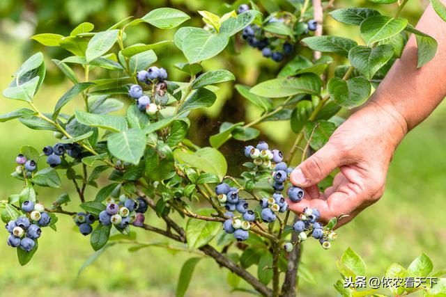 种植蓝莓效益虽高，但若忽视前期的3个关键选择，很难把蓝莓种好