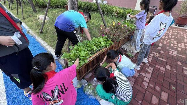 收白菜啦！高新区第二实验小学种植箱喜迎丰收