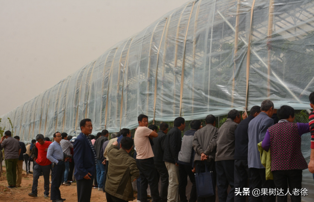 大樱桃设施栽培虽然搞了很多年，花果管理依然是关键