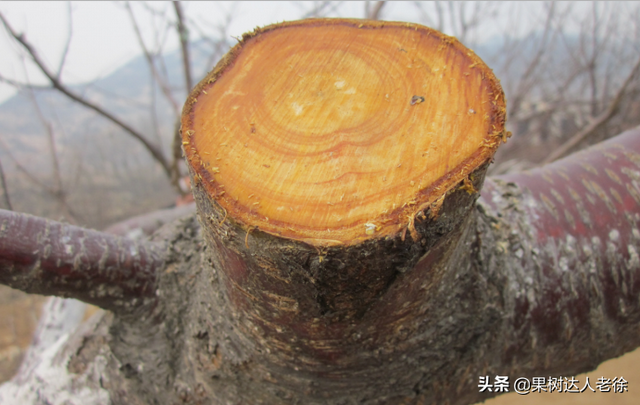 大樱桃设施栽培虽然搞了很多年，花果管理依然是关键