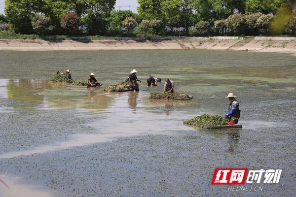 笑，笑得合不拢嘴，益阳大通湖老渔民种下“苦”水草，亩均利润上万元