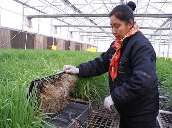 生态韭菜1年割10茬每亩挣3万，大妈盆里种只需浇浇水，三步教会你