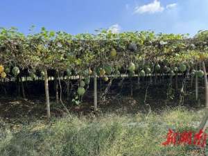 四川瓜蒌种植基地(心怀“梦田”，桃李无言)