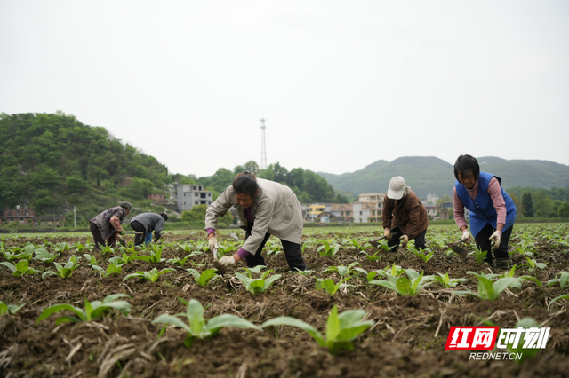 宜章：烟农管护忙  烟叶长势旺