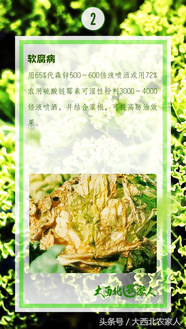 菜农种植甘蓝，黑斑软腐霜霉病等常见病害高效防治