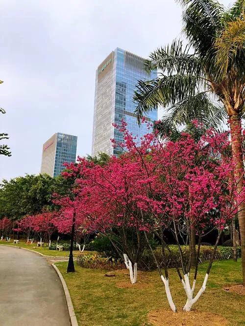 福建山樱花（钟花樱桃）