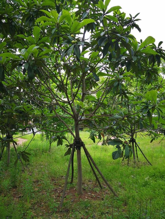 关于枇杷种植，掌握好习性和种植栽培方法，让每年都有一个好收成