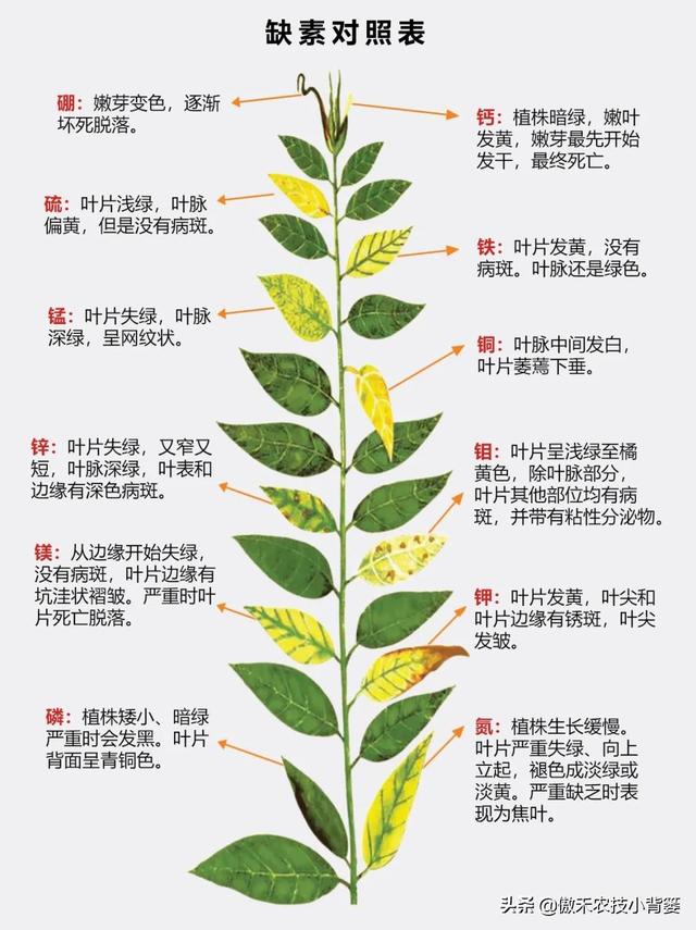 植物生长过程中出现这样不良表现，及时补充微肥就能解决了