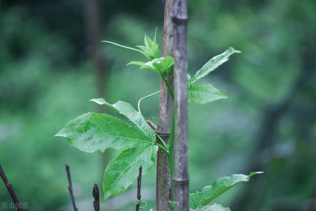 丝瓜何时种？怎么种？七个种植要点全在老农7句老话里