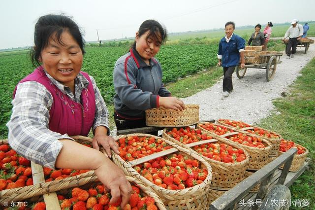 太详细了！看过之后 新手也能轻松搞定草莓种植！