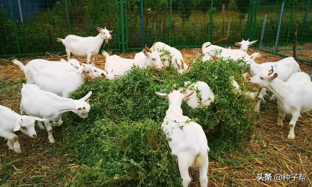 “牧草之王”：北方耐寒、营养又好的牧草，紫花苜蓿的相关介绍