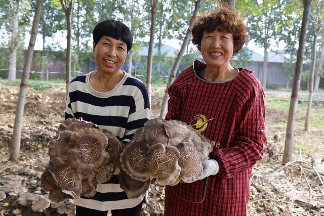 河南沁阳：林下种菌菇 敲开“致富门”