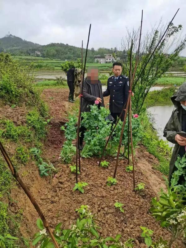 罂粟不是“特效药”，非法种植触犯法律