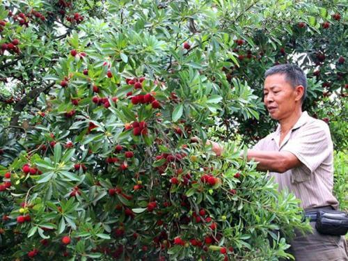 杨梅怎么管理？杨梅水肥管理及病虫害防治技术